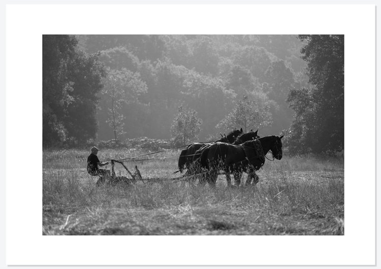 Bracken Rolling — photograph 1 by Natasha Durlacher