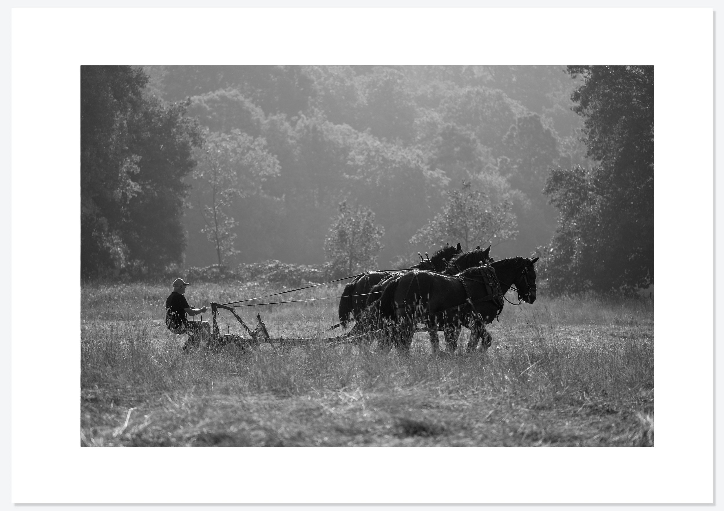 Bracken Rolling — photograph 2 by Natasha Durlacher
