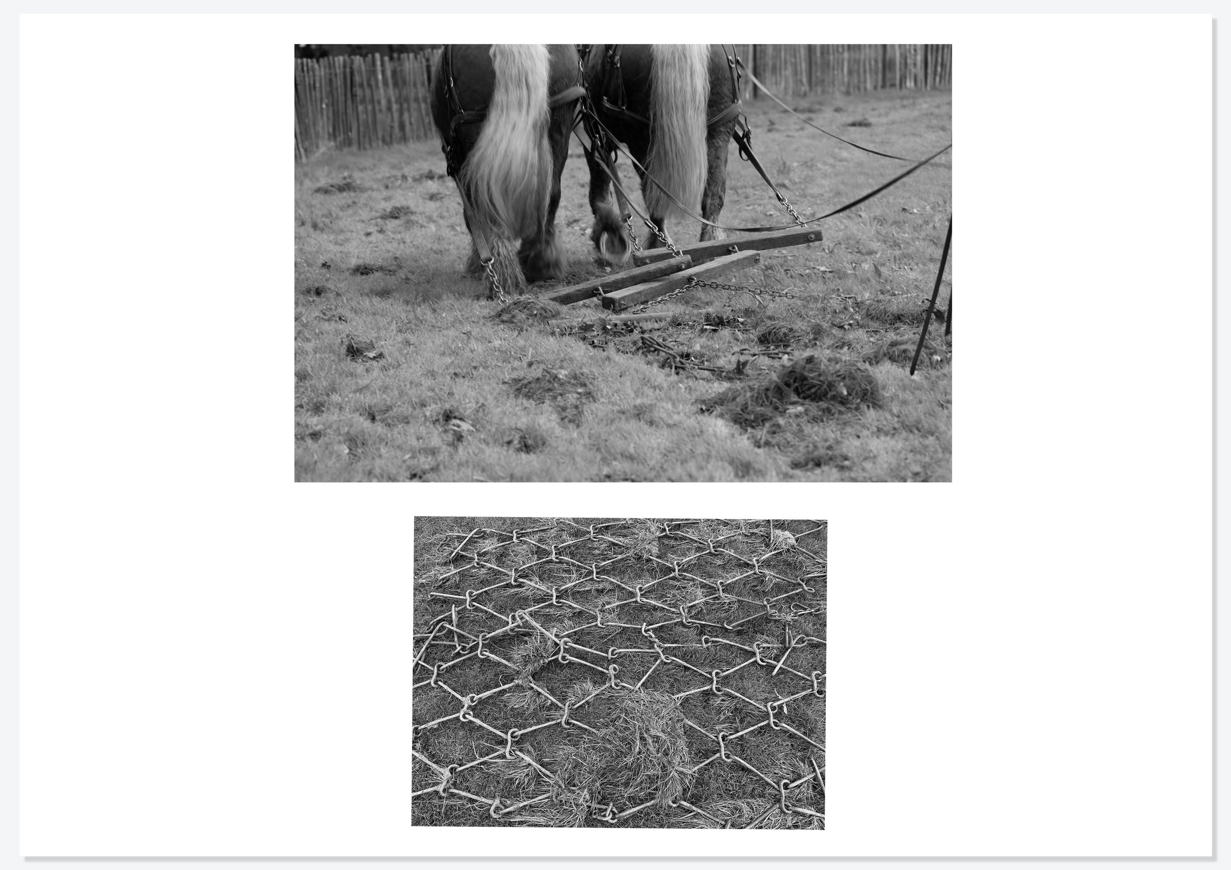 Bracken Rolling — photograph 3 by Natasha Durlacher