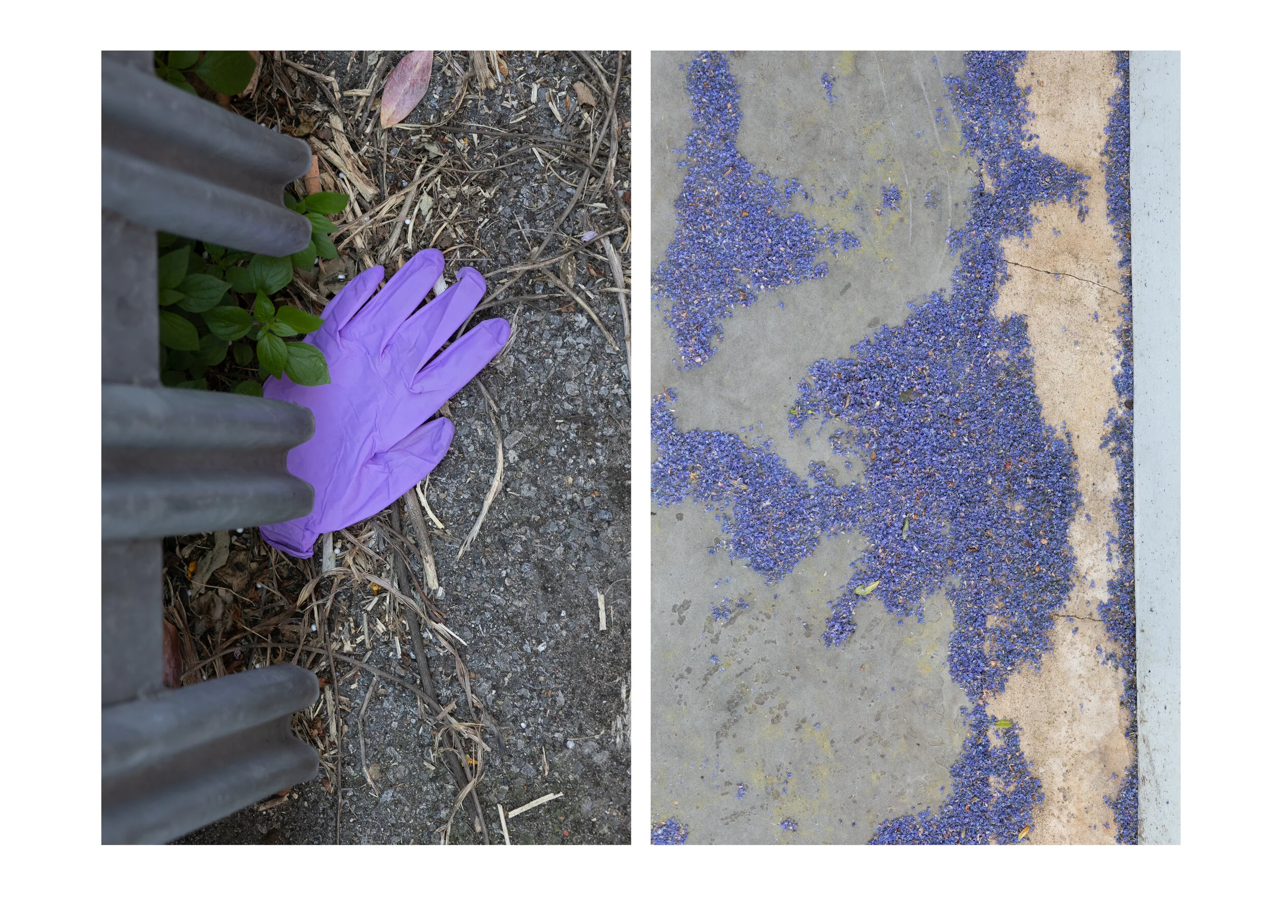 Postcards from the Pandemic — photograph 4 by Natasha Durlacher