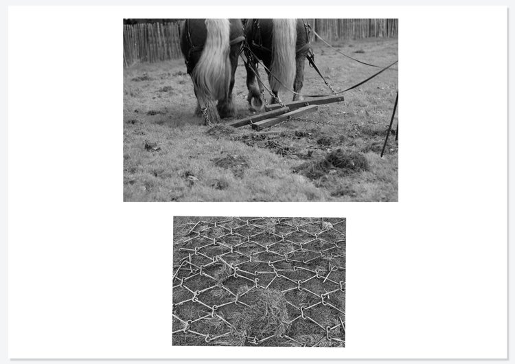 Bracken Rolling — photograph 5 by Natasha Durlacher