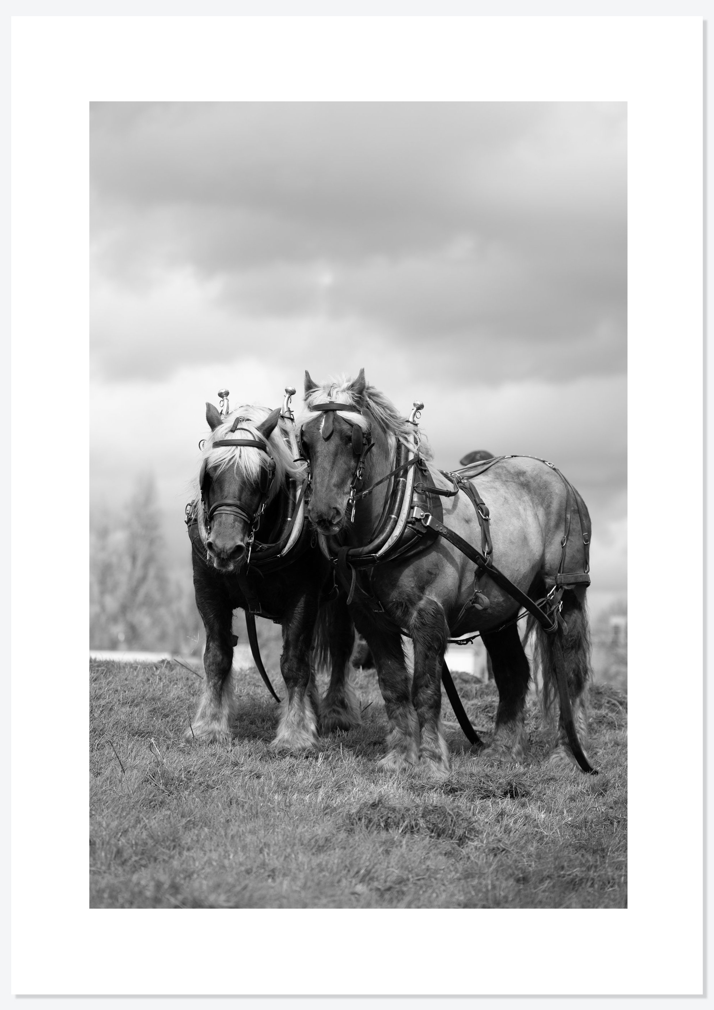 Bracken Rolling — photograph 6 by Natasha Durlacher