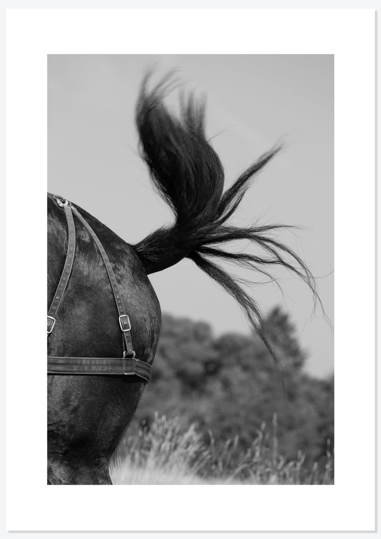 Bracken Rolling — photograph 8 by Natasha Durlacher