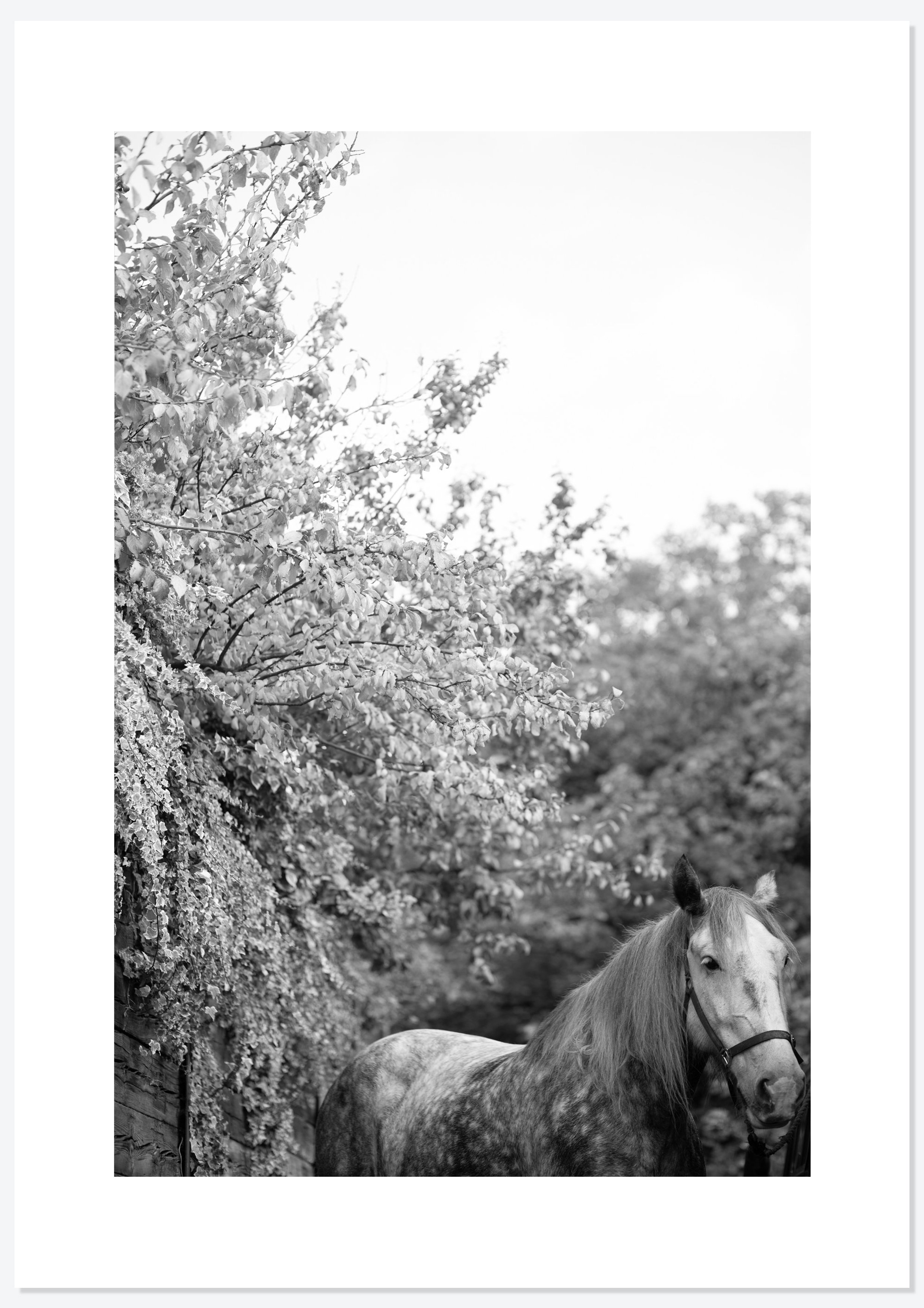 Bracken Rolling — photograph 9 by Natasha Durlacher